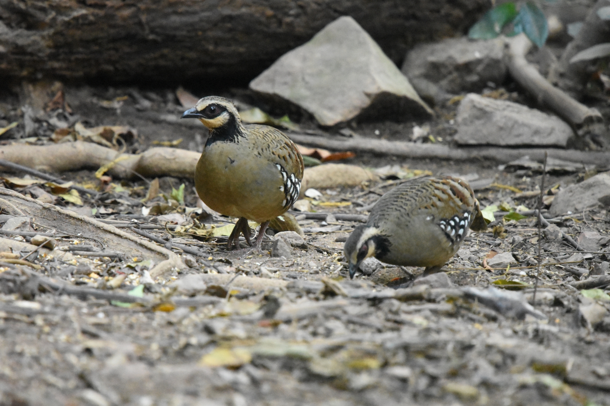 Bar-backed Partridge