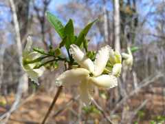 Tabernaemontana amygdalifolia