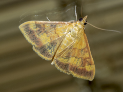 Pyrausta onythesalis