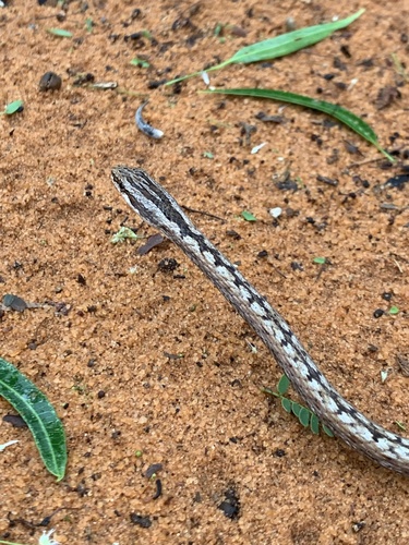 Pencil Snake