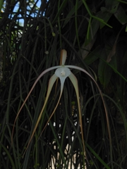 Brassavola cucullata