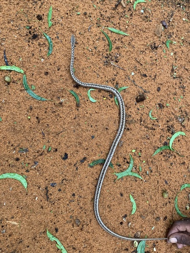 Pencil Snake