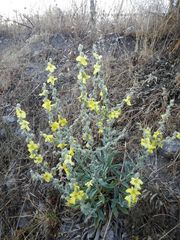 Verbascum mucronatum