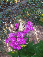 Papilio glaucus
