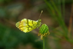 Anthocharis euphenoides