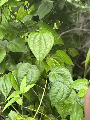Piper ponapense observed 2025-01-28