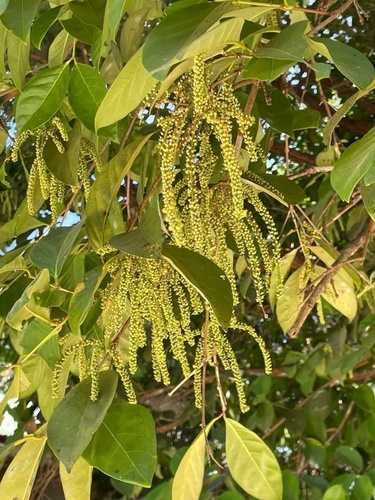 Crypteronia paniculata observed 2025-01-28