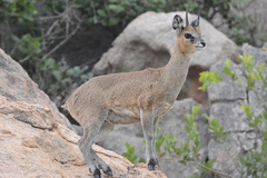 Oreotragus oreotragus transvaalensis