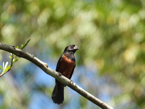 Chestnut-bellied Seed Finch (Sporophila angolensis), photo 8