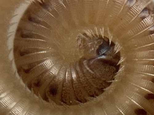 Blunt-tailed Snake Millipede photo 4