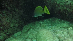 Sciaena umbra