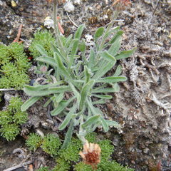 Aster alpinus vierhapperi