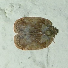 Flatoidinae