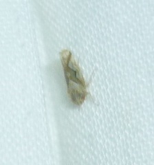 Cicadellidae