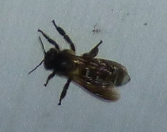 Apis dorsata breviligula