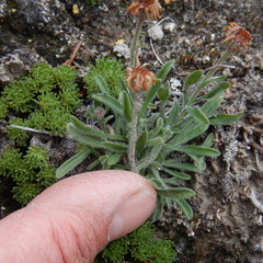 Aster alpinus vierhapperi
