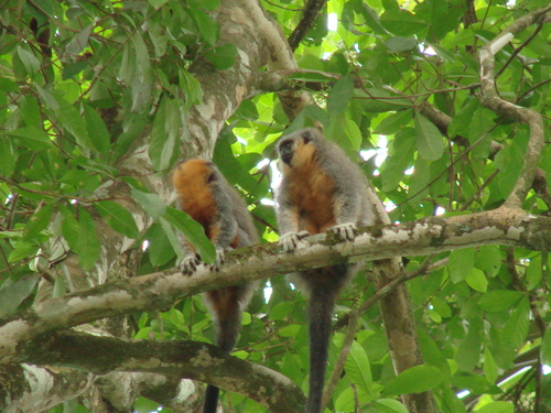 Groves’ Titi