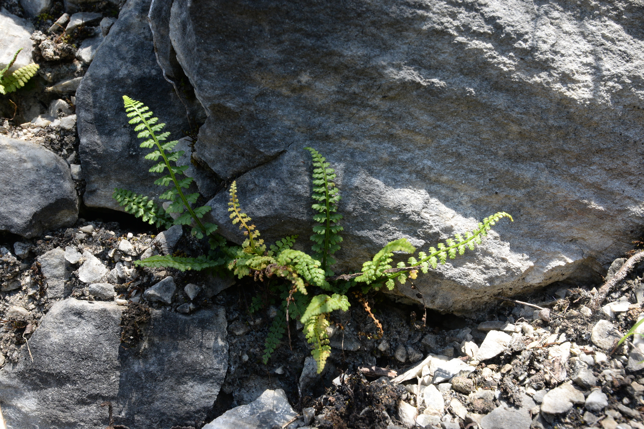 Asplenium exiguum Bedd. 4