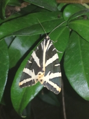 Euplagia quadripunctaria