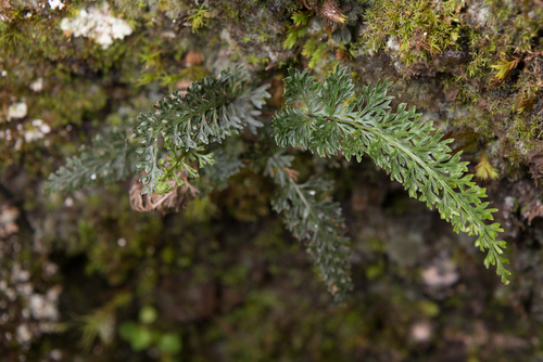 Asplenium pulcherrimum, 2019-07-02