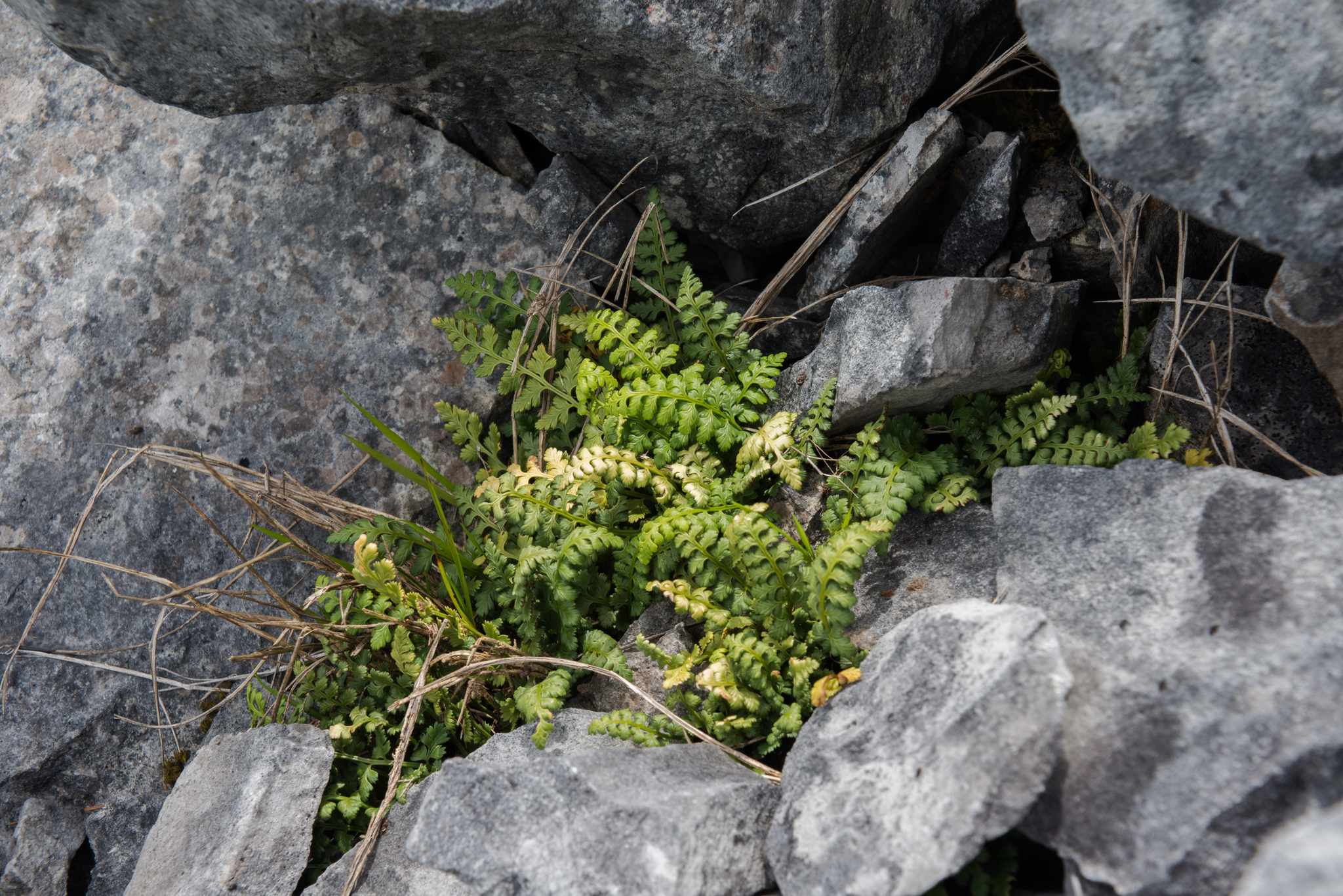 Asplenium exiguum Bedd. 3