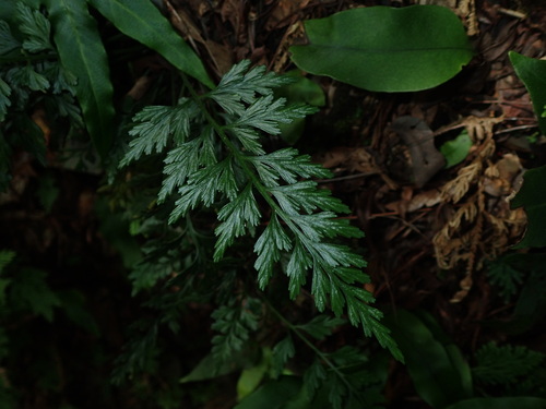Asplenium wilfordii iNat (3)