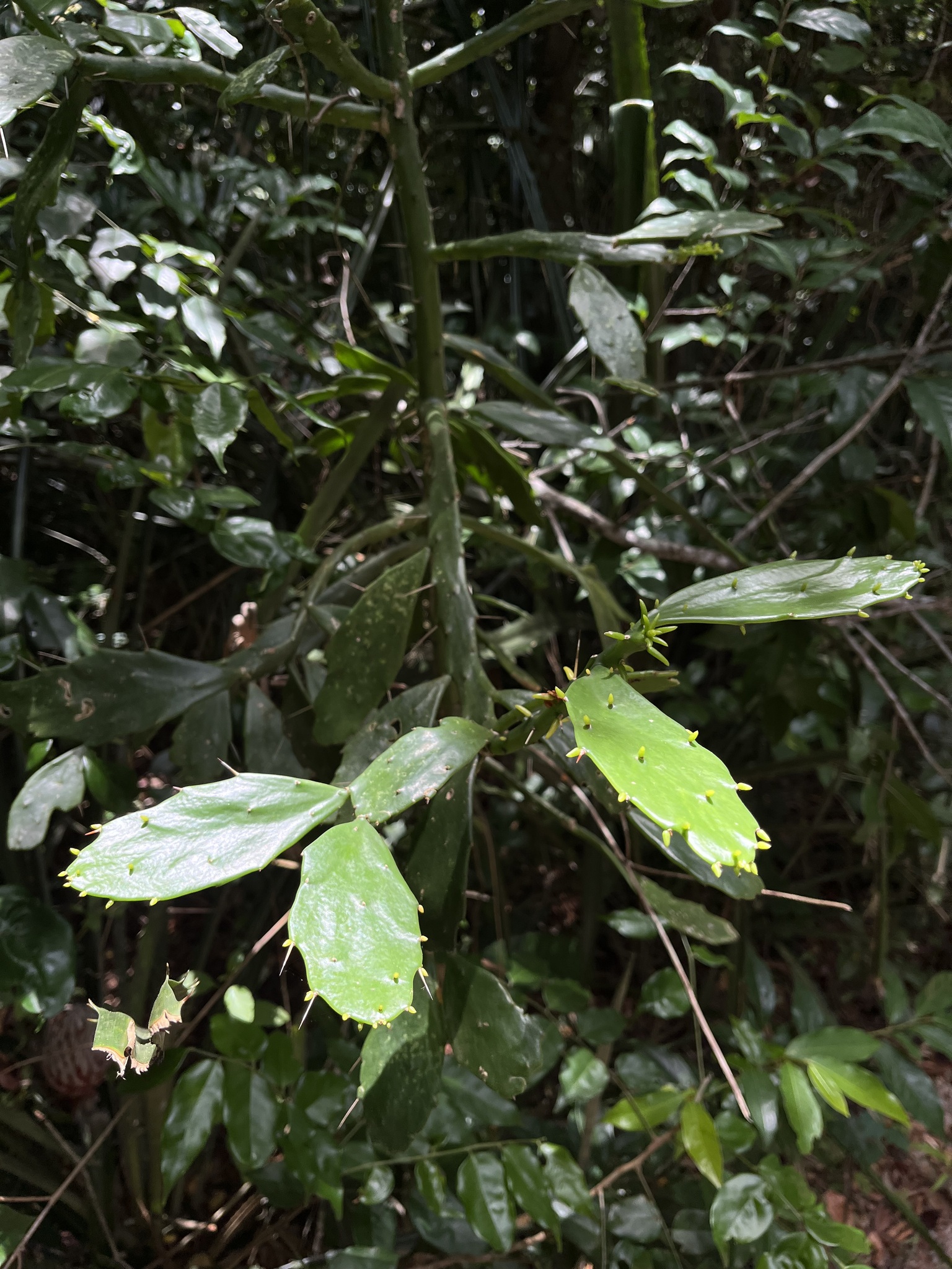 Imagem de Palma-de-cristo