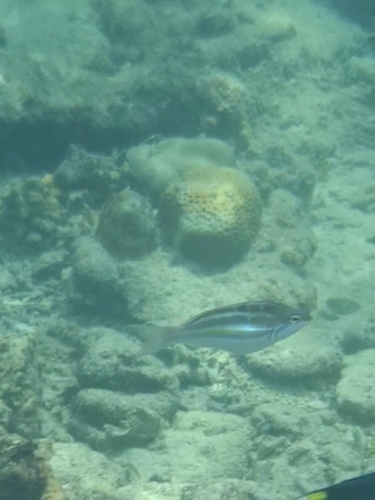 Pentapodus trivittatus