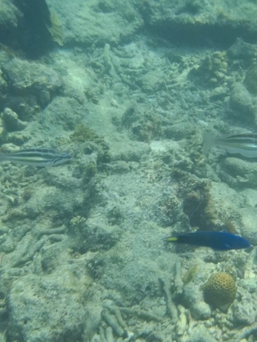 Pentapodus trivittatus