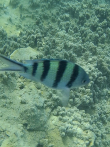 Abudefduf sexfasciatus