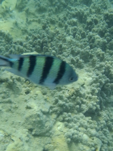 Abudefduf sexfasciatus