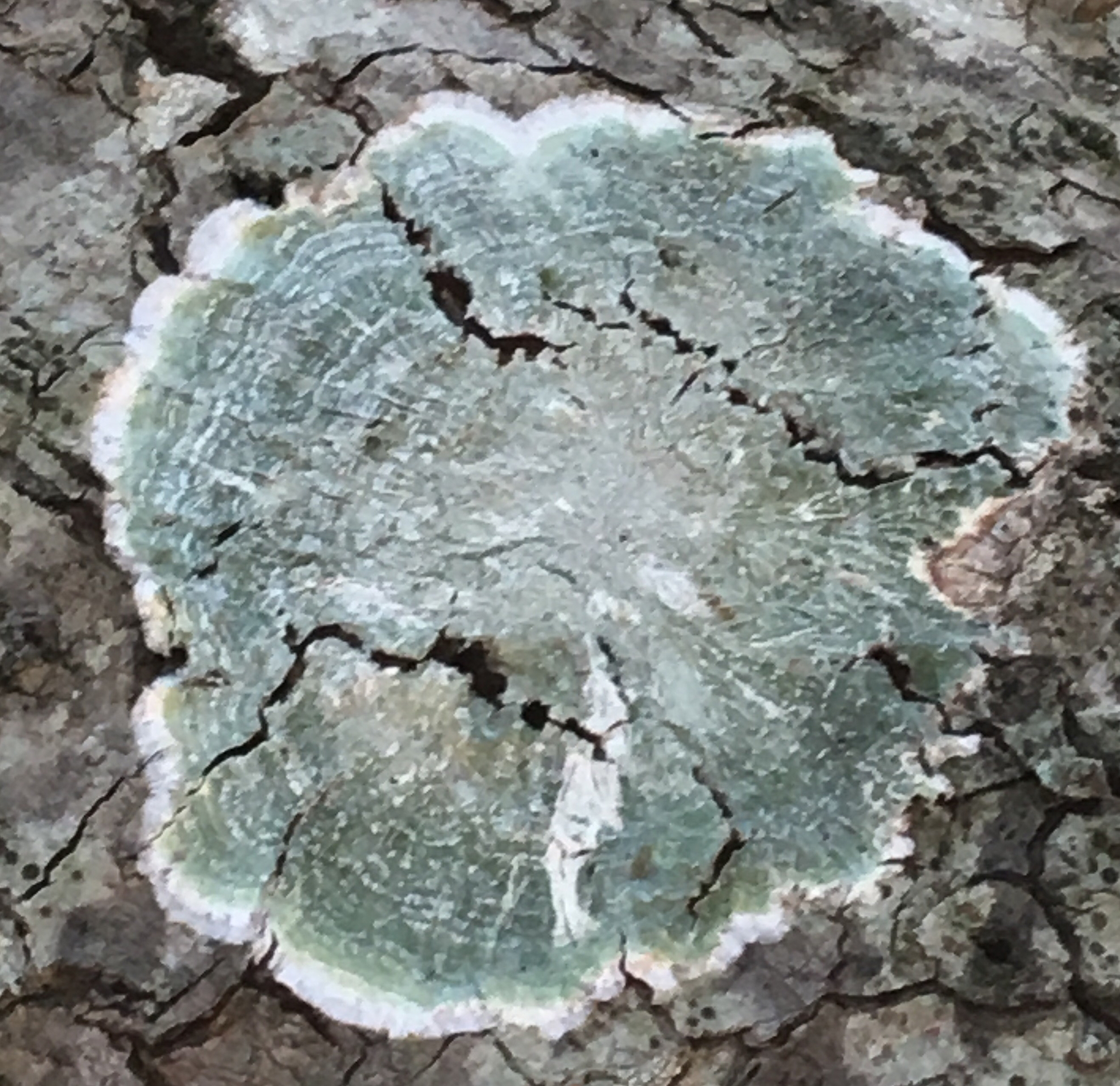Pertusaria amara f. amara image