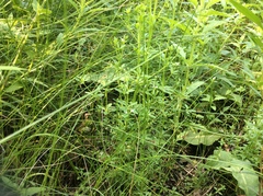Galium tinctorium