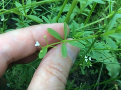 Galium tinctorium