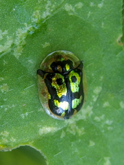 Deloyala lecontei