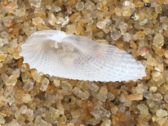 Cyrtopleura
