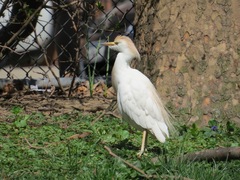 Bubulcus ibis