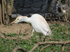 Bubulcus ibis