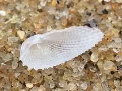 Cyrtopleura