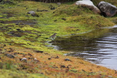 Cinclodes albidiventris