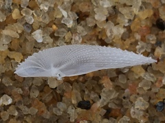 Cyrtopleura
