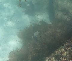 Diplodus holbrookii