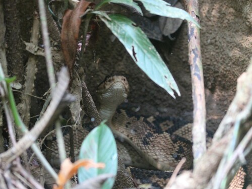 Black-headed Bushmaster
