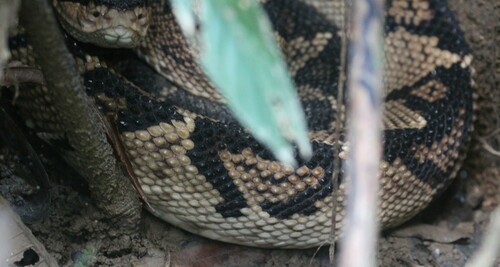 Black-headed Bushmaster
