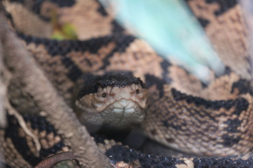 Black-headed Bushmaster