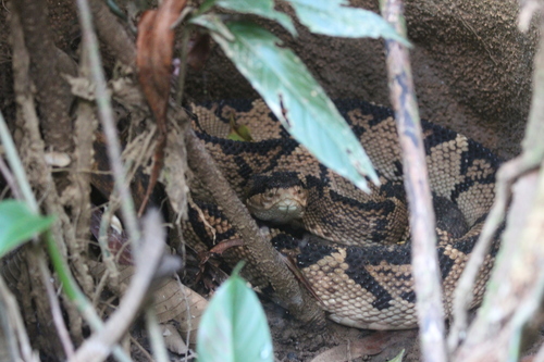 Black-headed Bushmaster
