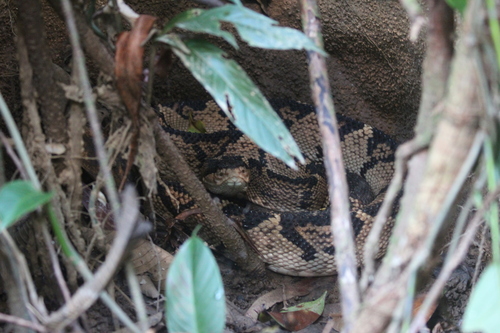 Black-headed Bushmaster
