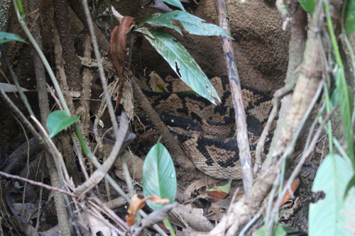 Black-headed Bushmaster