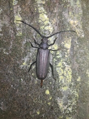 Aegosoma scabricorne