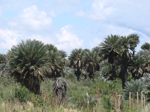Image of Trithrinax campestris by (c) Reuber Brandão, some rights reserved (CC BY)
